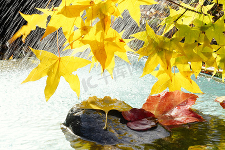 枫叶落叶摄影照片_雨中的枫叶和落叶