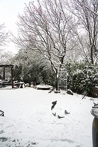 树下的石头摄影照片_下雪后的私家花园