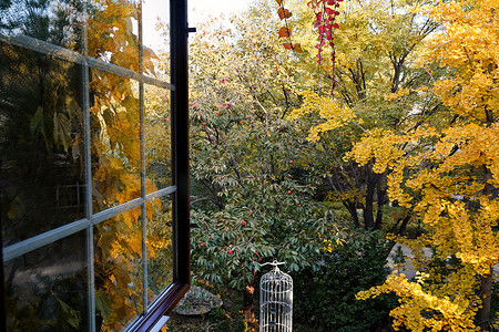 秋天窗户摄影照片_秋天从窗户看庭院中的美景