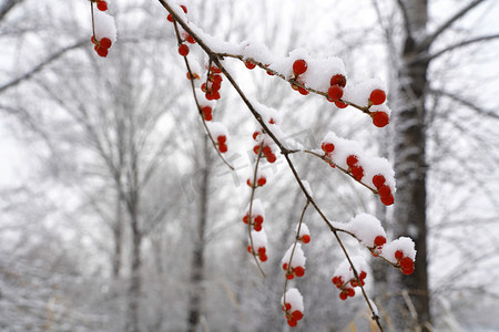 二十四节气大雪摄影照片_雪后树林和金银木果子