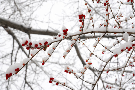 二十四节气i摄影照片_雪后的金银木