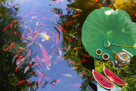 西瓜叶子摄影照片_夏日的池塘