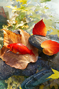 秋天落叶庭院摄影照片_秋天池塘中的金鱼