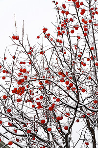 二十四节气大雪摄影照片_雪中的柿子树