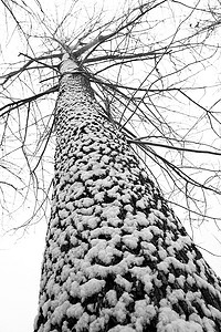 二十四节气大雪摄影照片_大雪后的一棵树