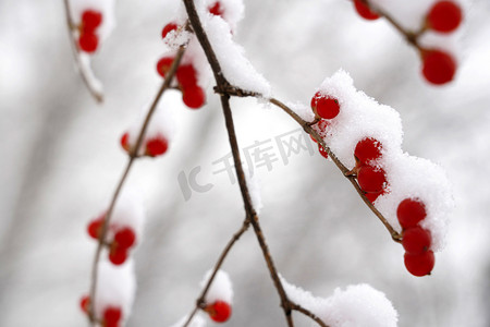 二十四节气ppt摄影照片_雪后的金银木果实