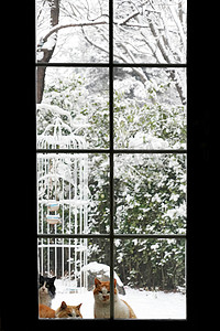 透明鸟笼摄影照片_雪后私家庭院里的猫