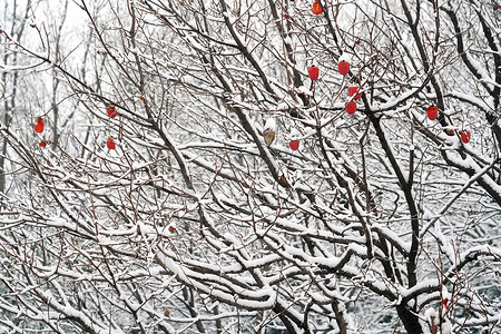 二十四节气大雪摄影照片_下雪后的柿子树