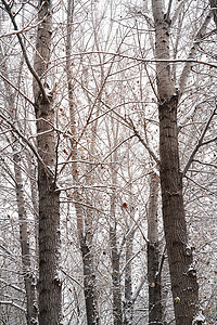 二十四节气大雪摄影照片_大雪后的树林