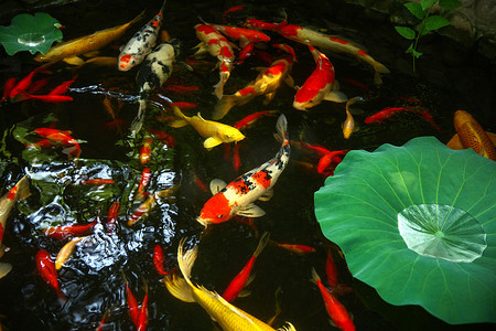 彩色鱼类摄影照片_池塘金鱼