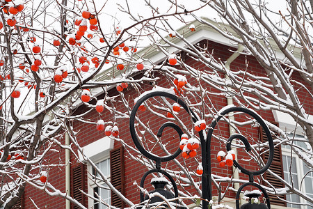 柿子树雪景摄影照片_雪后别墅旁的柿子树