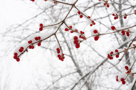 二十四节气ppt摄影照片_雪后的金银木