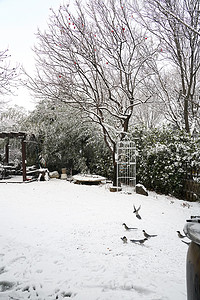 树下的石头摄影照片_下雪后的私家花园