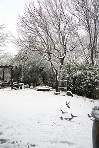 下雪后的私家花园