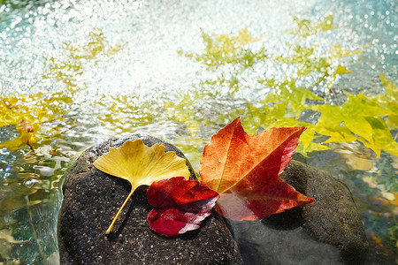 枫叶落叶摄影照片_水中的红叶枫叶银杏叶