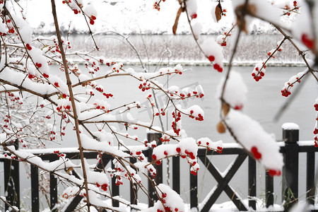 二十四节气大雪摄影照片_雪后湖边的金银木