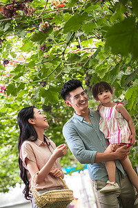 葡萄大棚摄影照片_葡萄园内洋溢幸福的东方家庭