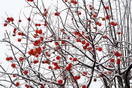 柿子树雪景摄影照片_下雪后的柿子树