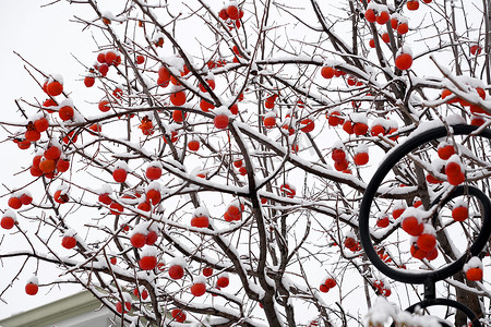 柿子树摄影摄影照片_下雪后的柿子树