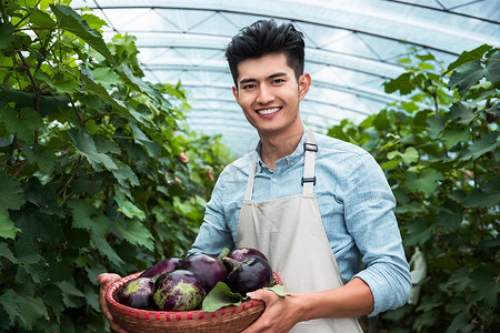 温室图片摄影照片_东方青年男人采摘茄子