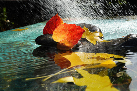 雨水里的树叶
