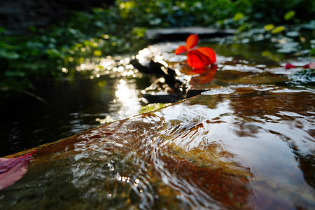 阳光小溪摄影照片_阳光下的池塘