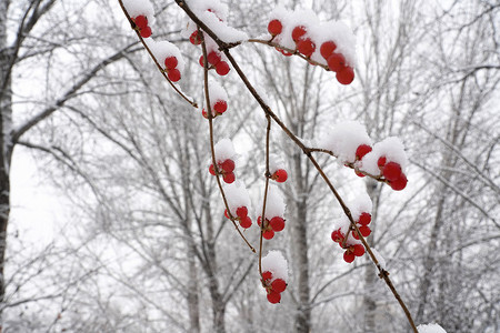 二十四节气大雪摄影照片_雪后树林和金银木果子