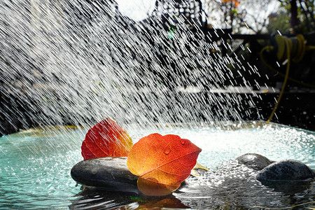 下雨图片摄影照片_雨水里的红叶