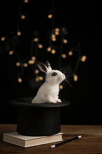 十二生肖兔子摄影照片_可爱的小兔子
