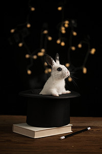 魔术兔子摄影照片_可爱的小兔子