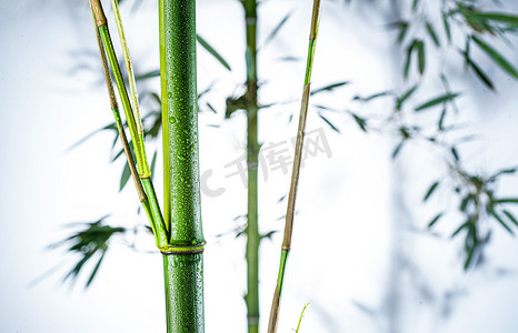 自然水滴摄影照片_雾色中的竹林