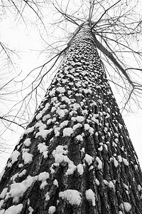 大雪后的一棵树