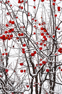 柿子树枝摄影照片_雪中的柿子树