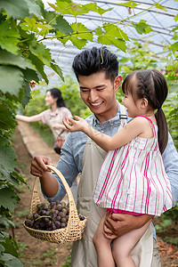 采叶子摄影照片_幸福家庭在采摘葡萄