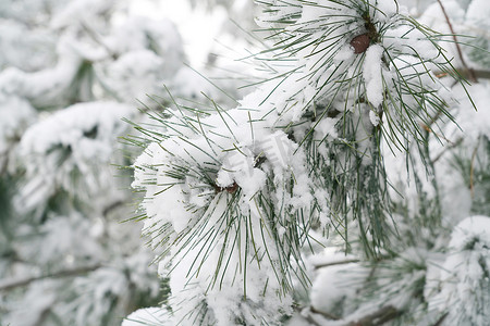 二十四节气大雪摄影照片_下雪后的松柏枝特写