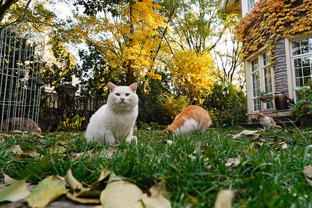秋天落叶庭院摄影照片_私家别墅的庭院里的猫