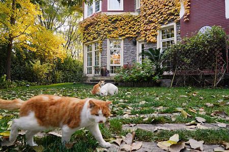 私家别墅的庭院里的猫
