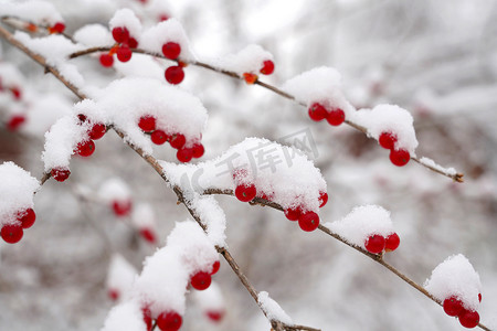 雪后的金银木