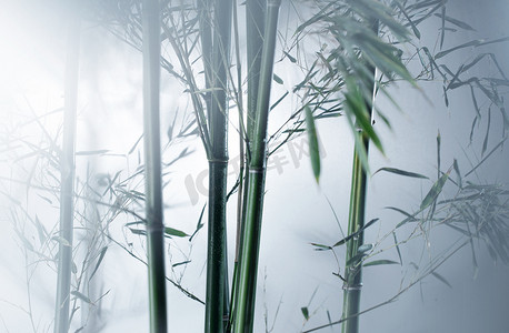 雾色中的竹林