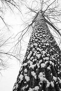 二十四节气i摄影照片_大雪后的一棵树