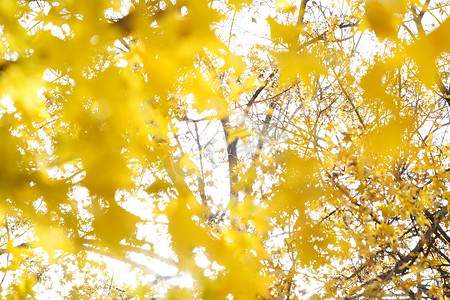 秋天黄色枫叶