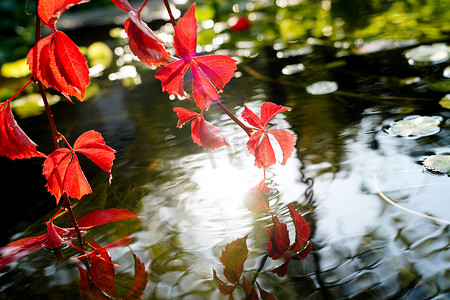 阳光小溪摄影照片_阳光下红色的爬山虎垂入池塘