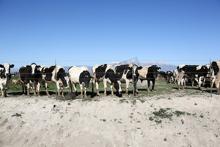 奶牛养殖摄影照片_奶牛牧场