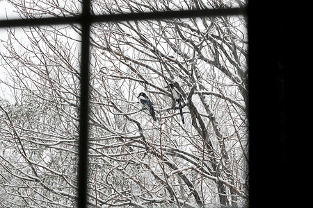 雪后窗户外的喜鹊