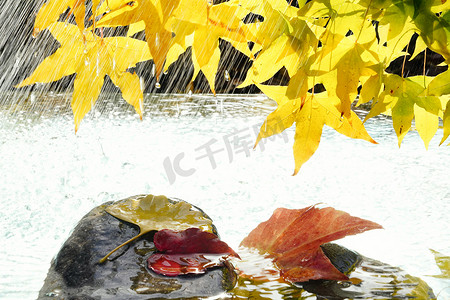 雨中的枫叶和落叶