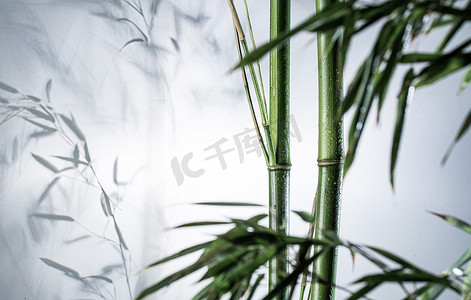 中国传统色摄影照片_雾色中的竹林