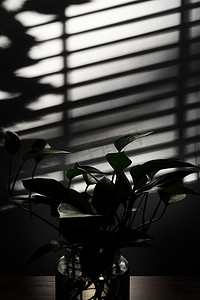 花盆景室内摄影照片_逆光拍摄的窗户下面的绿色植物