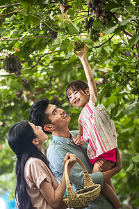 采叶子摄影照片_幸福家庭在采摘葡萄