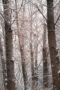 小雪摄影摄影照片_大雪后的树林
