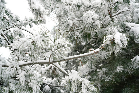 安静的环境摄影照片_下雪后的松柏枝特写